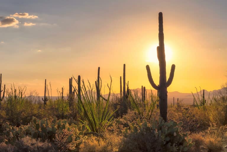 Sunset view of the Arizona desert with Saguaro cacti and mountains in Sonoran Desert near Phoenix.