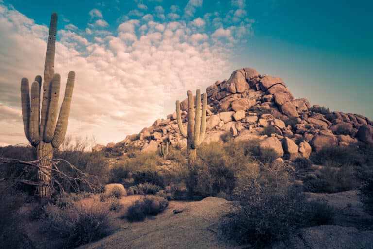 Wild desert landscape